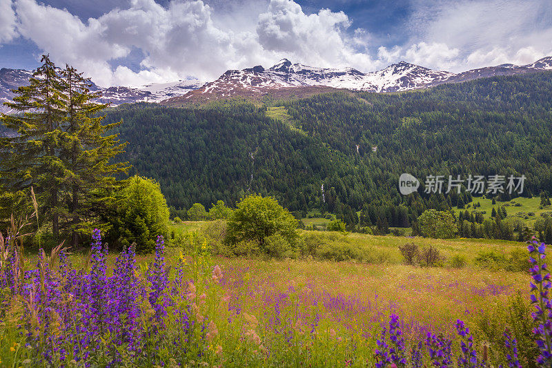 在Val d'Isère的田园诗般的高山景观与鲜花在春天，靠近波恩维尔-弧-法国阿尔卑斯山